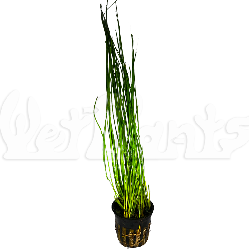 Giant Hairgrass aquatic potted plant
