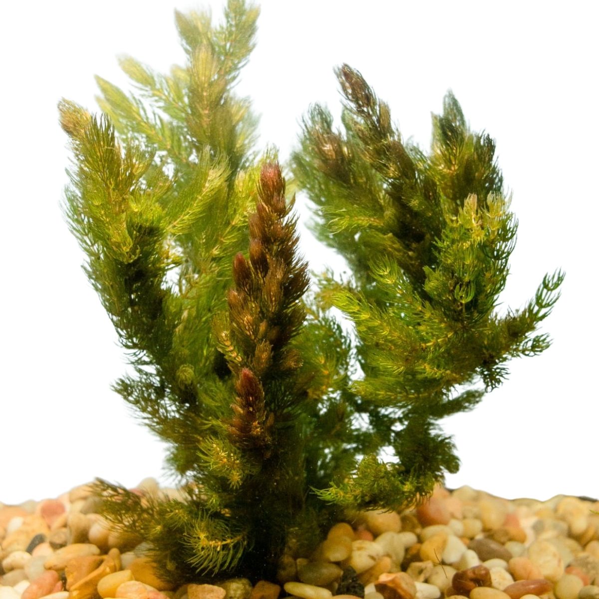 Hornwort aquatic plant