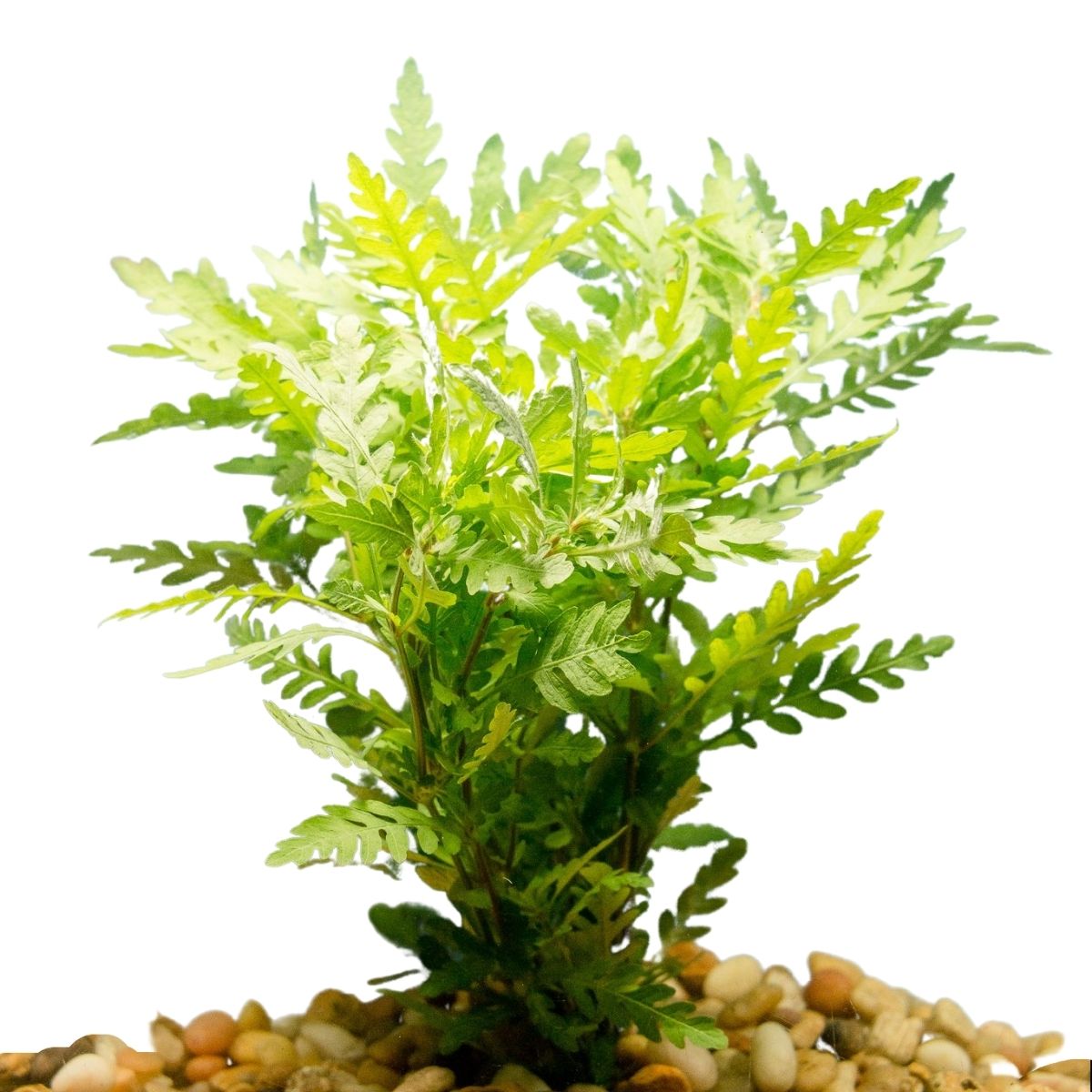hygro pinna aquarium bunch plant