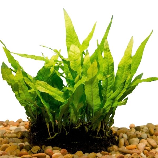 java fern full mat