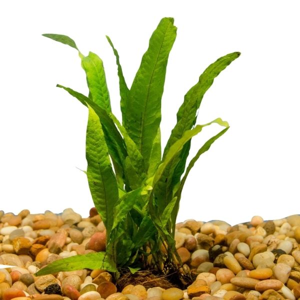 java fern half mat