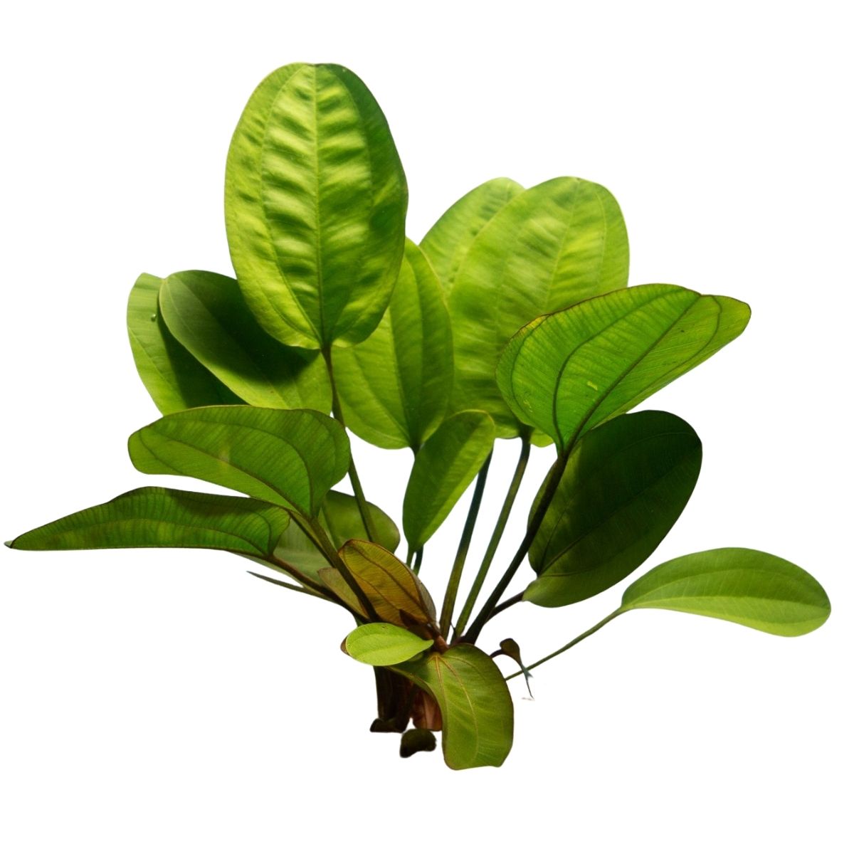 kleinerbar swordplant aquatic plant