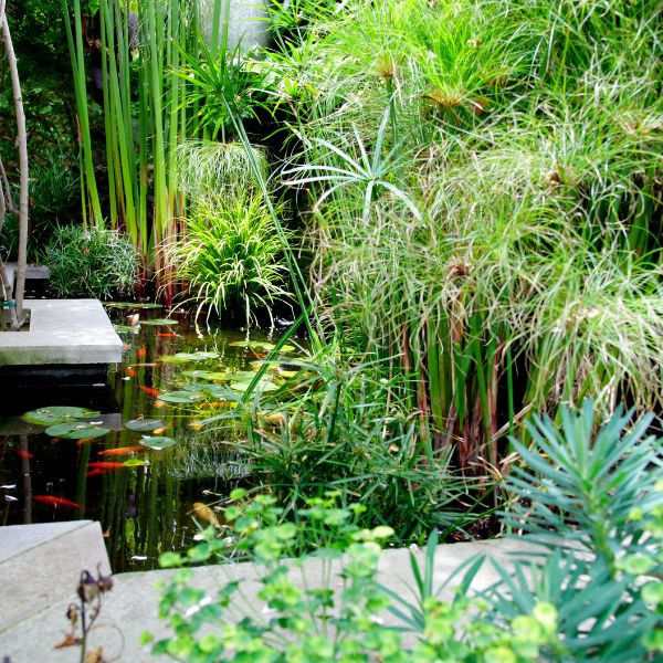 Koi Pond Plant Pack