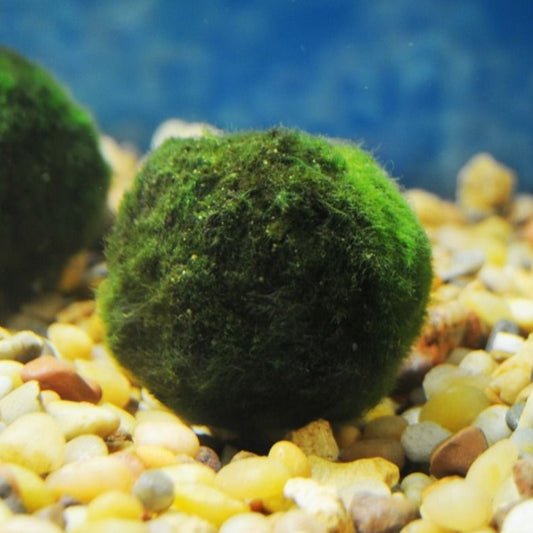 marimo moss ball