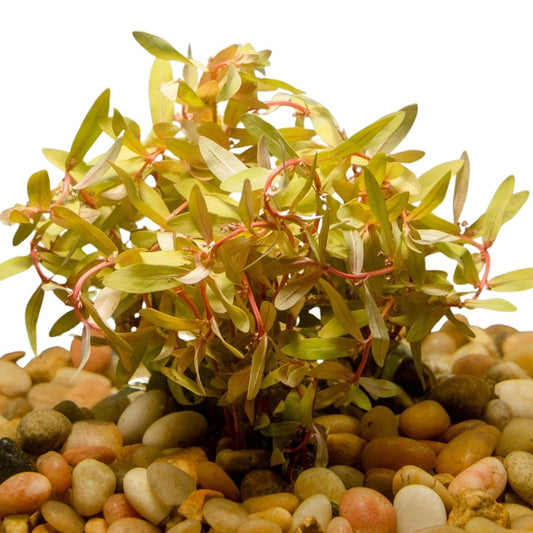 neasea golden aquatic plant