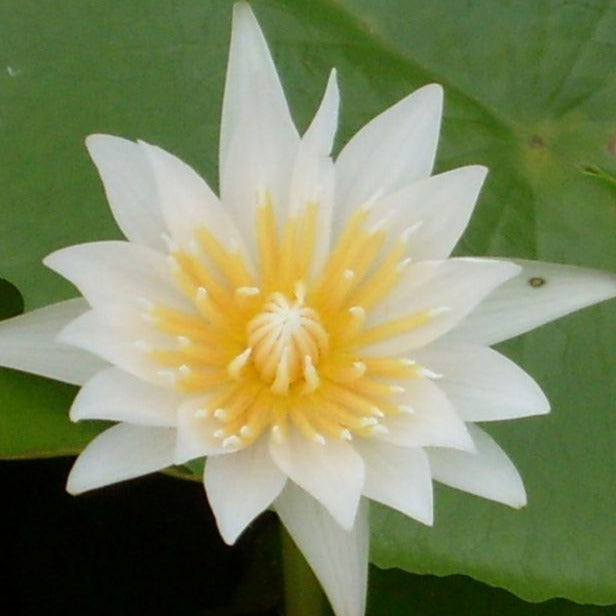 Capensis White tropical water lily