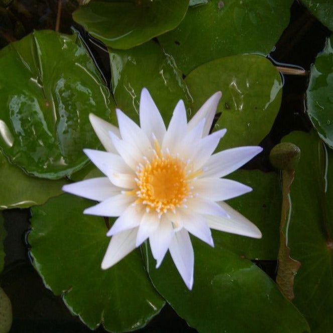 dauben blue tropical water lily