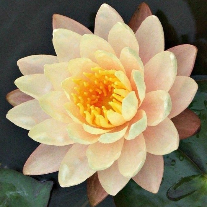 peaches and cream hardy water lily