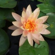 growers choice peach hardy water lily