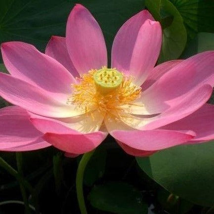 Pekinensis Ruba Lotus Pond Plant
