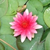growers choice pink hardy water lily