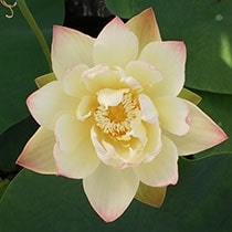 Green Maiden Lotus