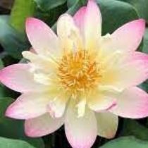 Princess Abby Lotus