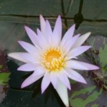 Growers Choice Tropical Water Lily 2 Pack