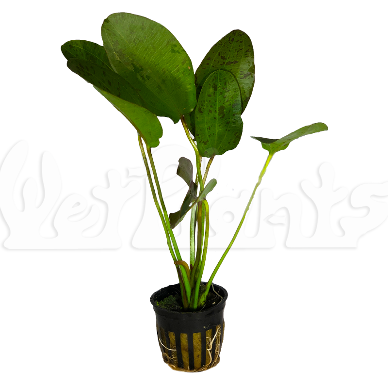 Red Flame Sword Aquatic Plant Potted