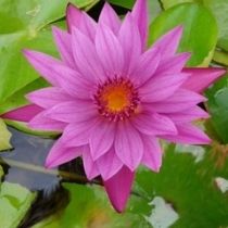 Growers Choice Tropical Water Lily 2 Pack