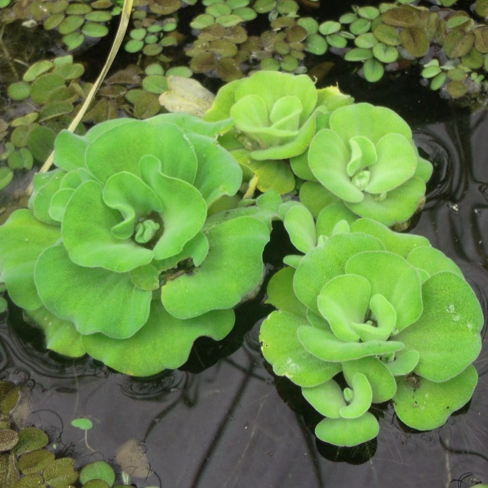 Rosette water lettuce floating pond plant