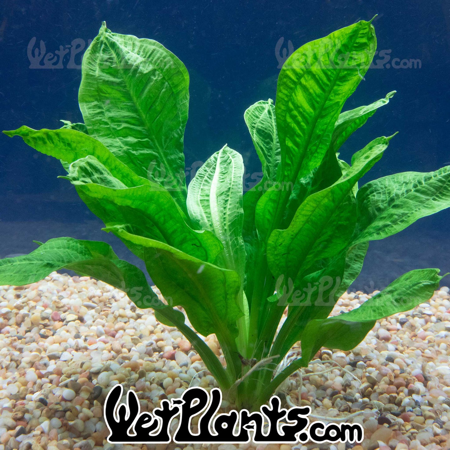 Rossette Sword Plant