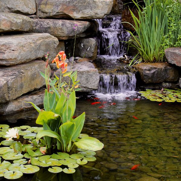 tropical pond plant pack