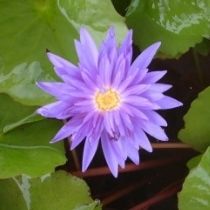 Growers Choice Tropical Water Lily 2 Pack