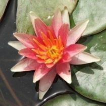growers choice surprise me hardy water lily