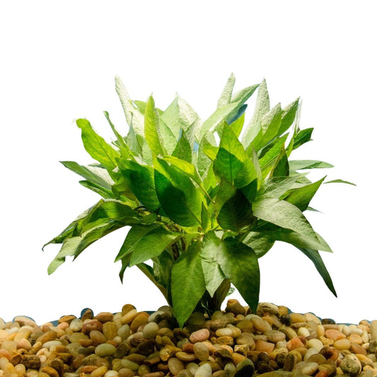 temple aquatic plant