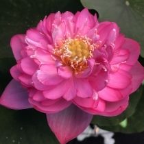 Growers Choice Lotus Tuber