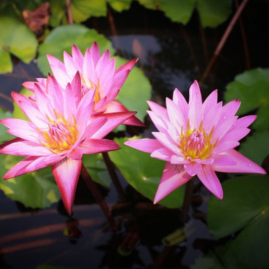 tropical water lily