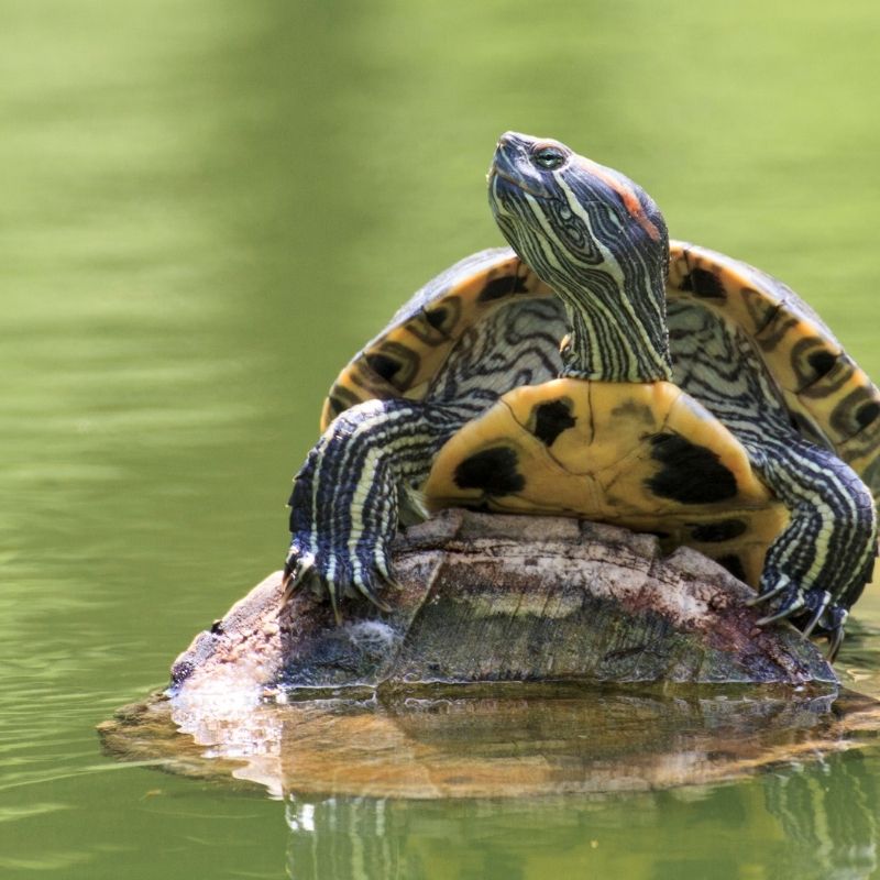 turtle sun bathing