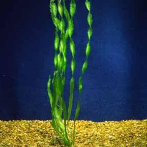 Vallisneria Contortion