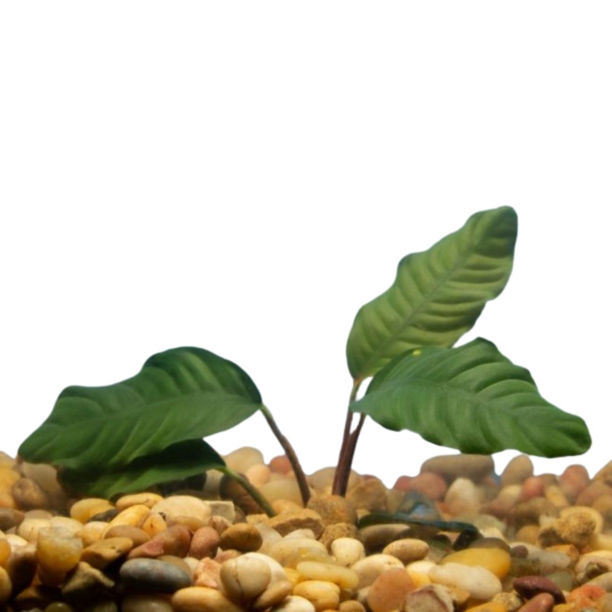 Anubias Coffeefolia Aquatic Plant