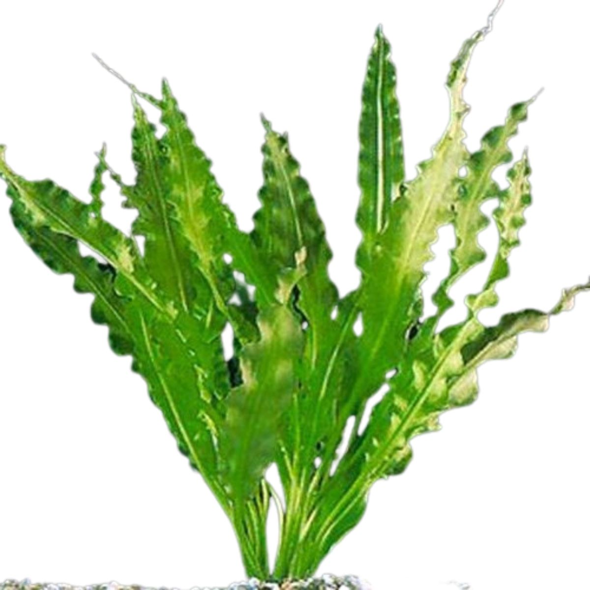 Crispus Aponogeton Aquatic Plant
