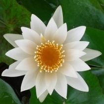 white tropical lily Growers Choice Tropical Water Lily 2-Pack (Day Blooming)