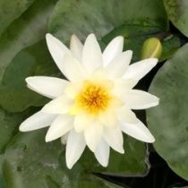 growers choice white hardy water lily