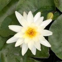 white hardy water lily Growers Choice Hardy Water Lily – Wetplants