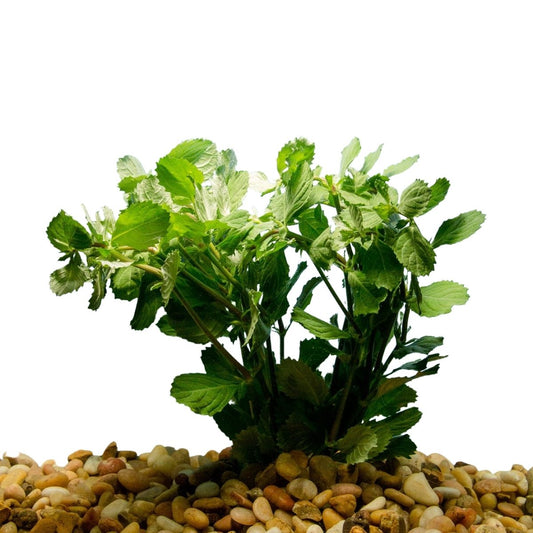 wisteria aquatic plant