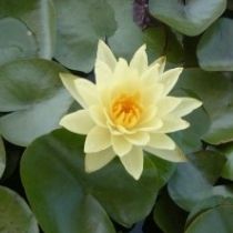 growers choice yellow hardy water lily